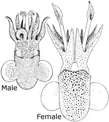 <i>Sepiola rondeletii</i> Species of mollusc