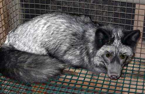 File:Silver fox.jpg