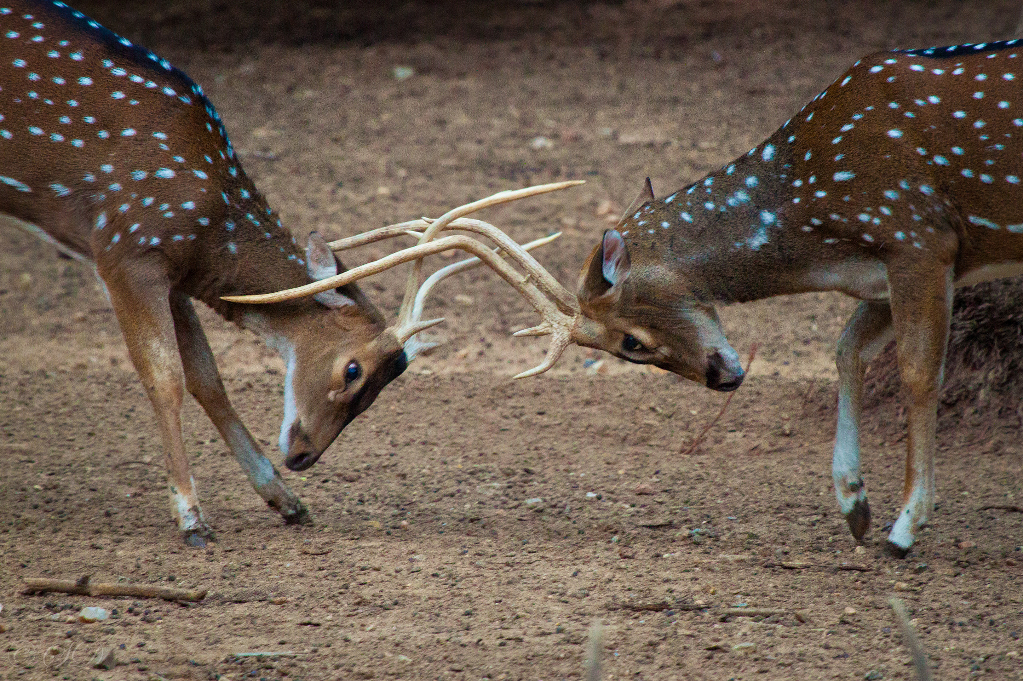 Пятнистый олень пазл. Spotted Deer.