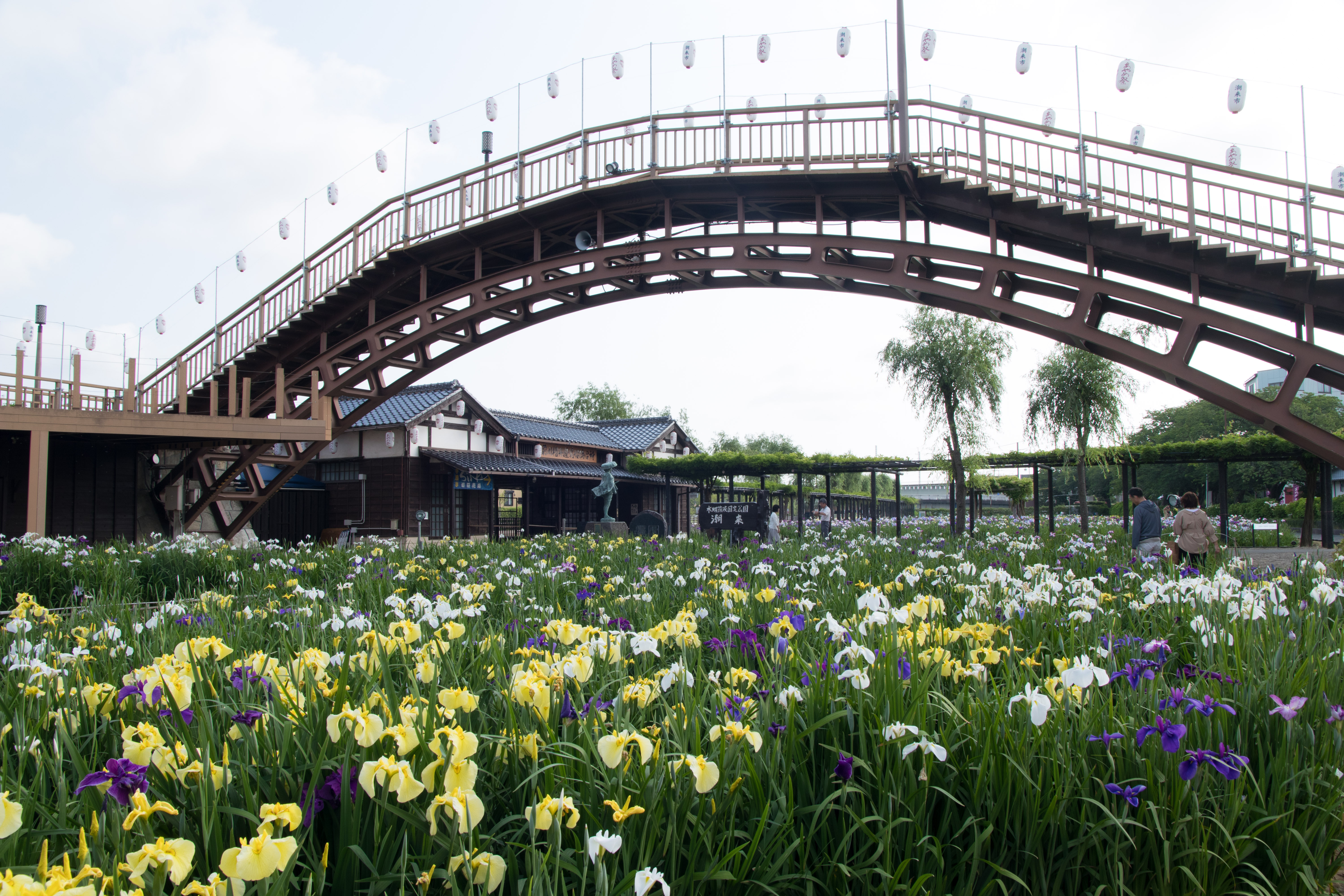 水郷潮来あやめ園 Wikipedia