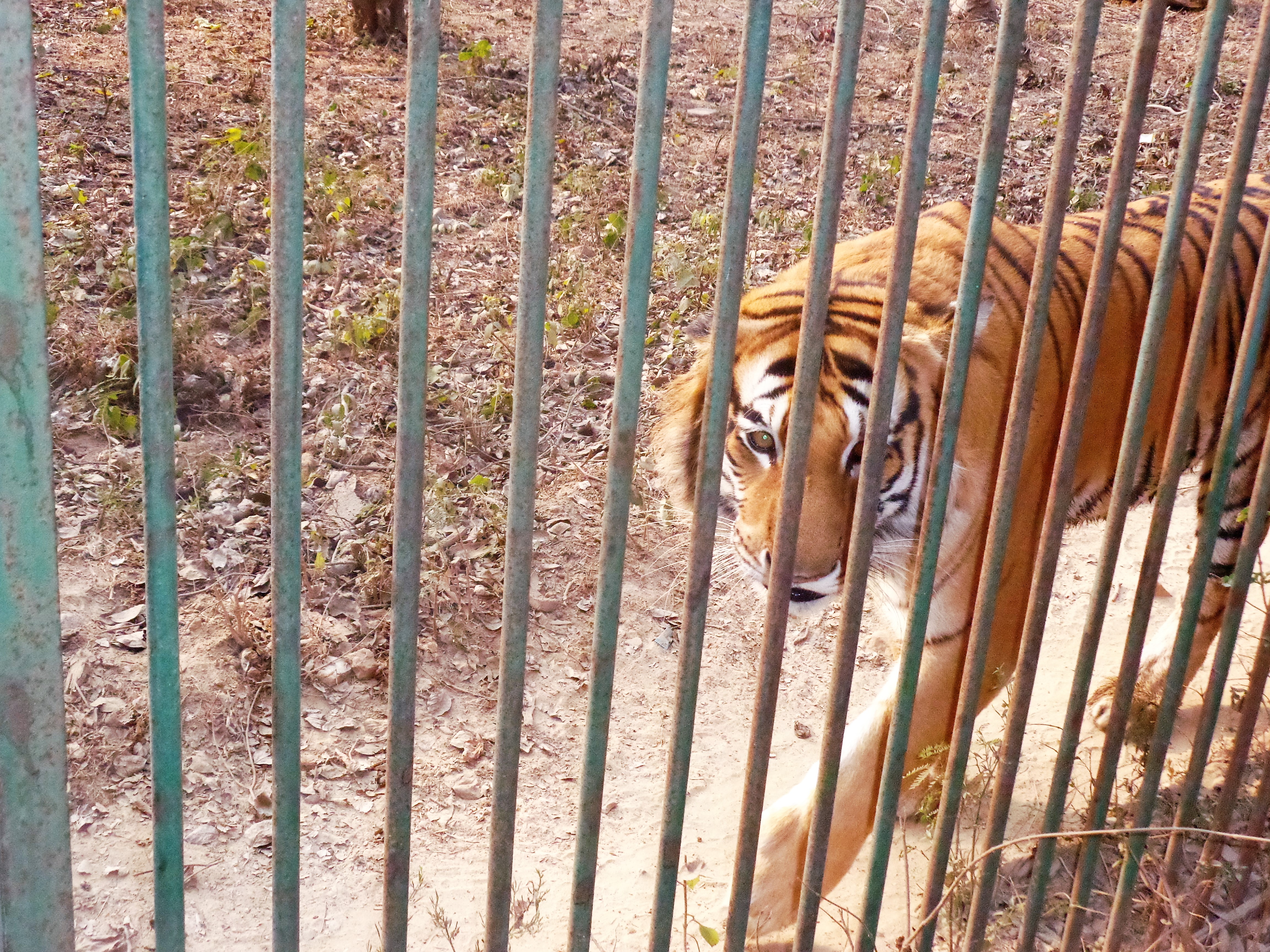 File:Tiger in Lucknow Zoo  - Wikimedia Commons