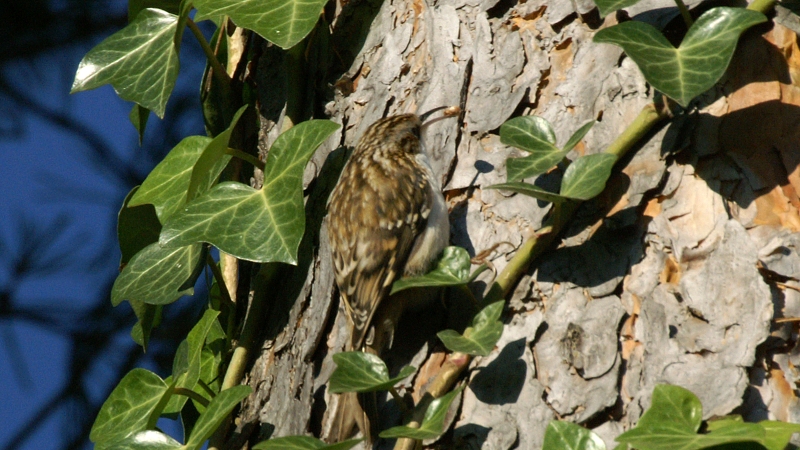 File:Treecreeper (Certhia familiaris) (1).jpg