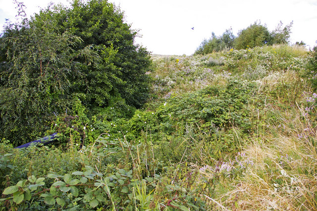 File:Uncut vegetation for wildlife, Friern Park Trading Estate - geograph.org.uk - 892226.jpg