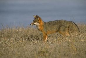 The Channel Island fox is native to six of the eight Channel Islands of California. There are six subspecies of the fox, each unique to the island it lives on, reflecting its evolutionary history. Urocyon littoralis standing.jpg