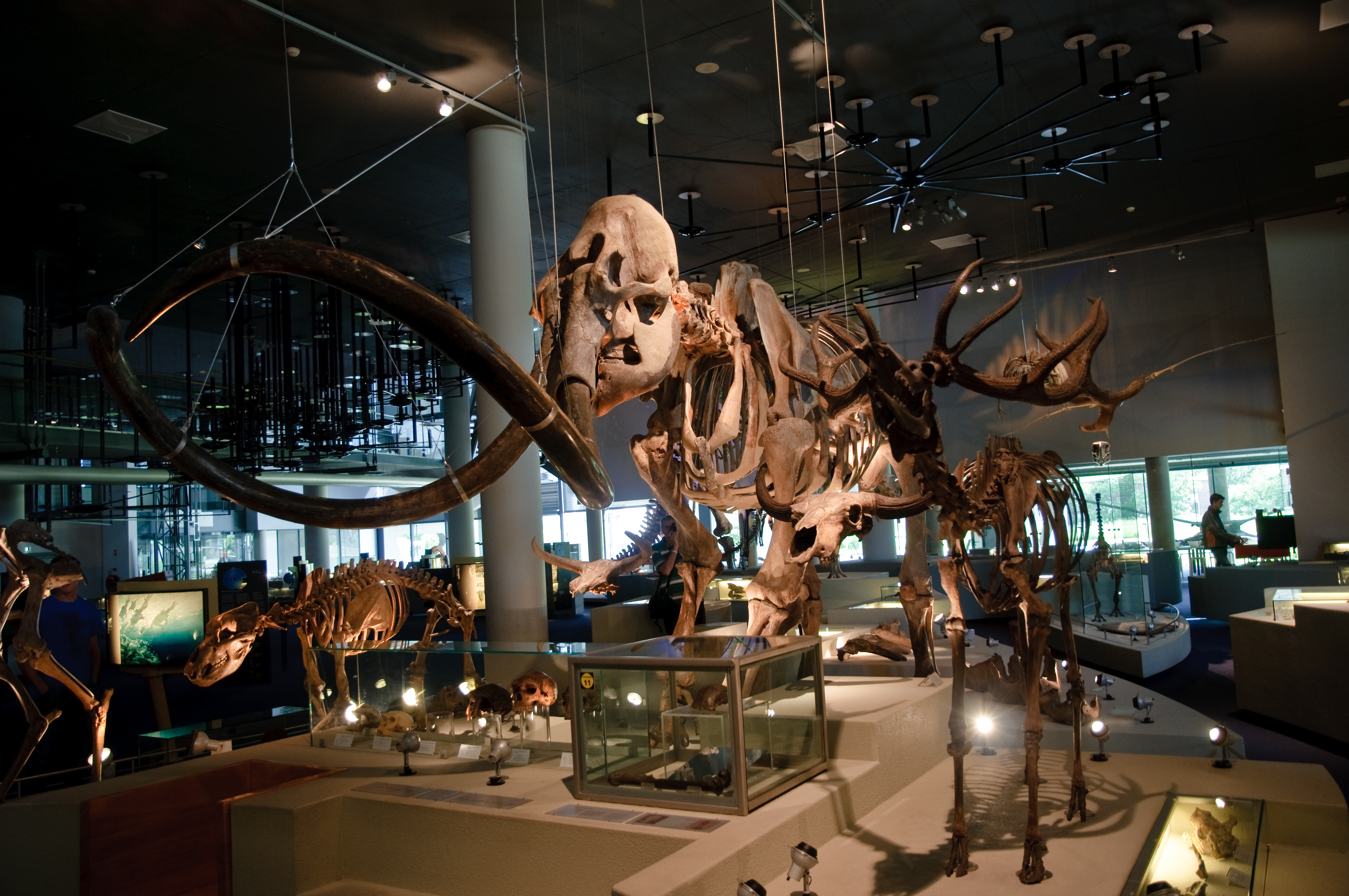 Naturalis history museum interior