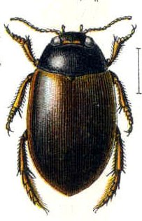 <i>Agabus congener</i> Species of beetle