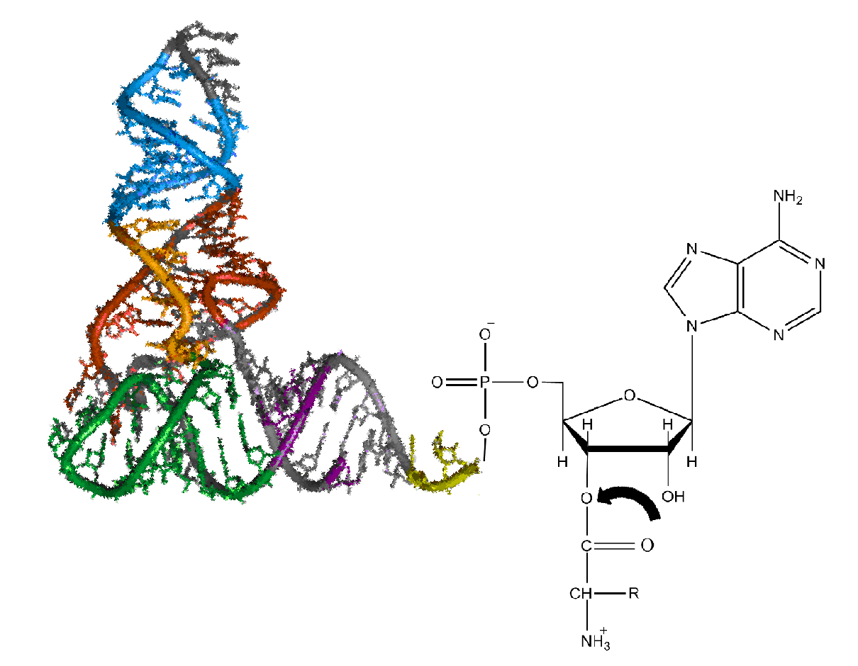 aminoacyl-tRNA