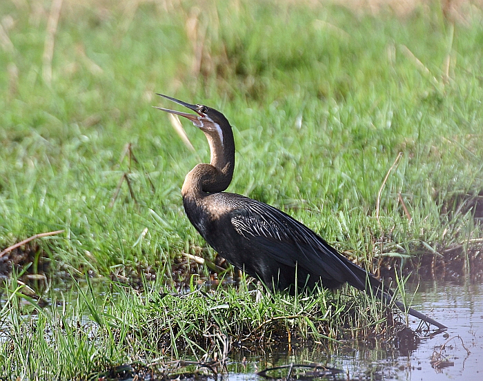 File:Anhinga rufa.jpg