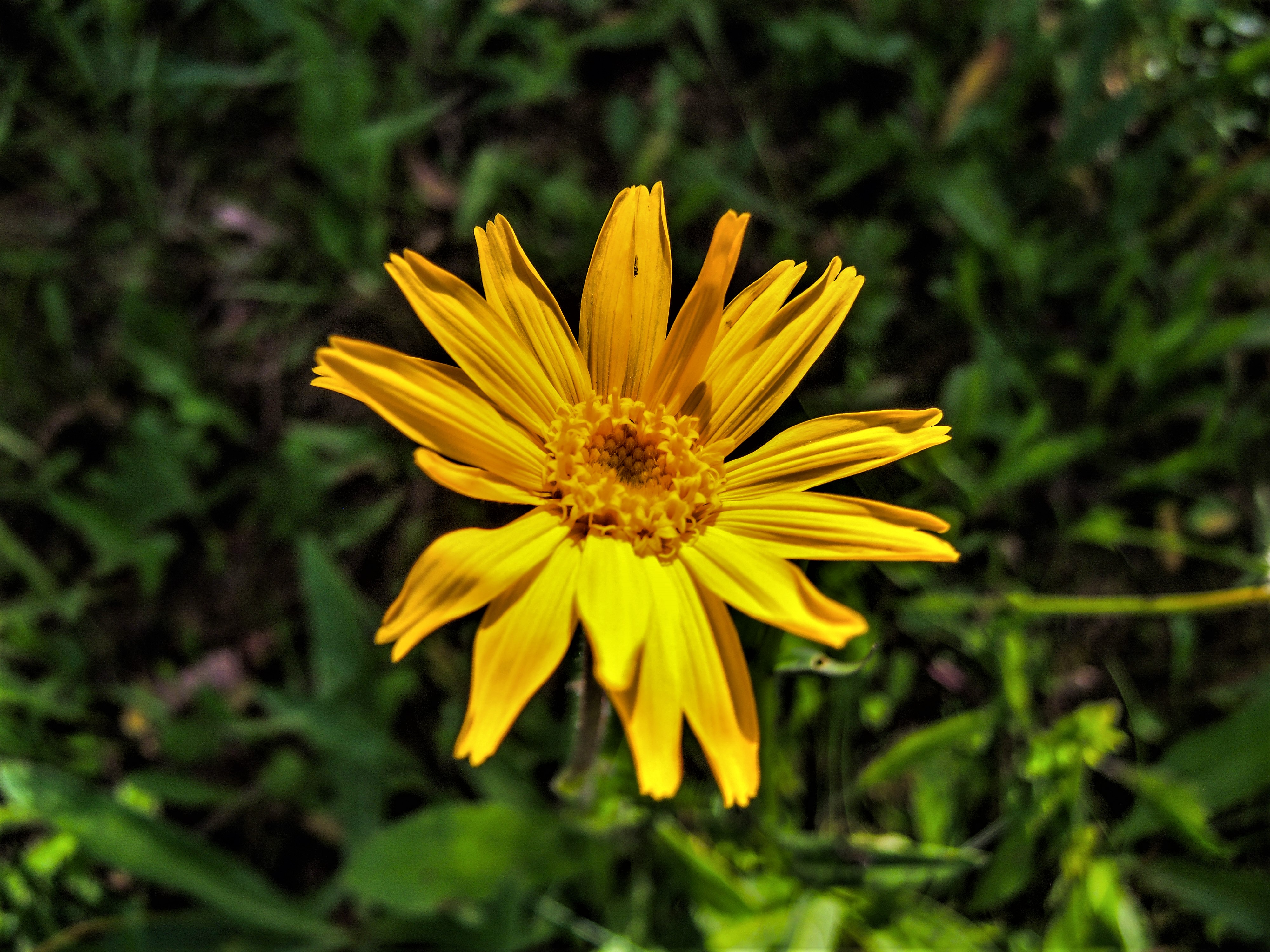 Arnica — Wikipédia