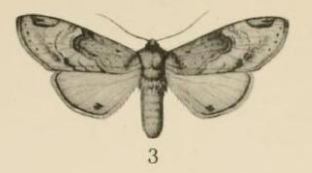 File:Aurevilius, 1910. Pl.1-02-Stemmatophalera semiflava (Hampson, 1910).JPG