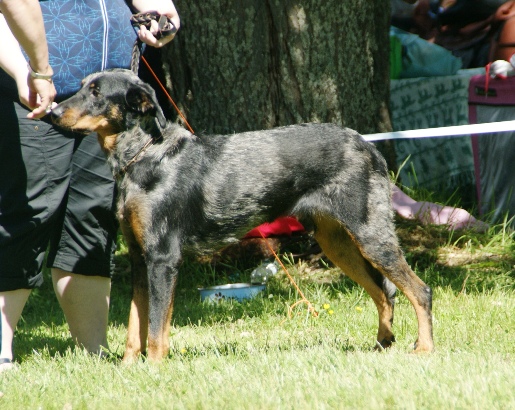 Beauce Shepherd 4.JPG