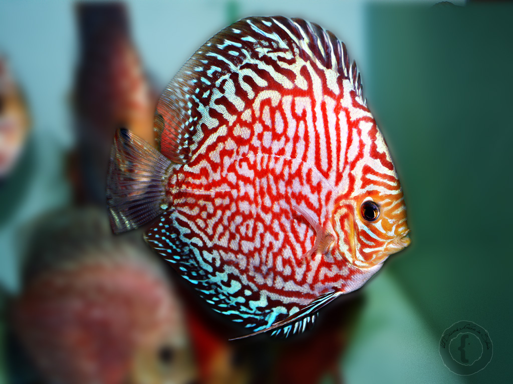 Breeding discus fish Turquoise 