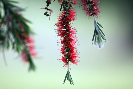 File:Bottlebrush (6226076178).jpg