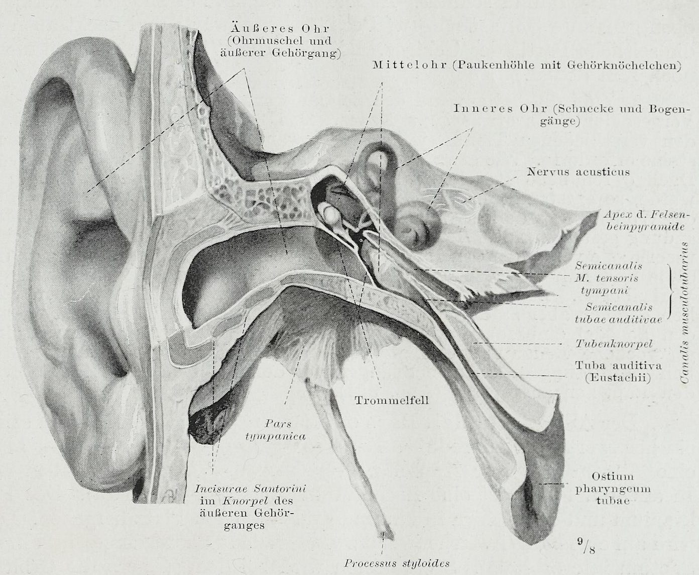 File:Braus 1921 328.png - Wikipedia