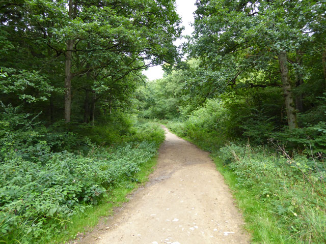 File:Bridleway in Salcey Forest - geograph.org.uk - 5104720.jpg