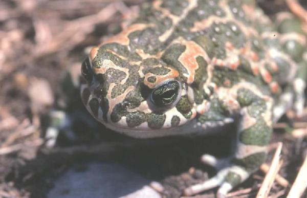 File:Bufo viridis08.jpg