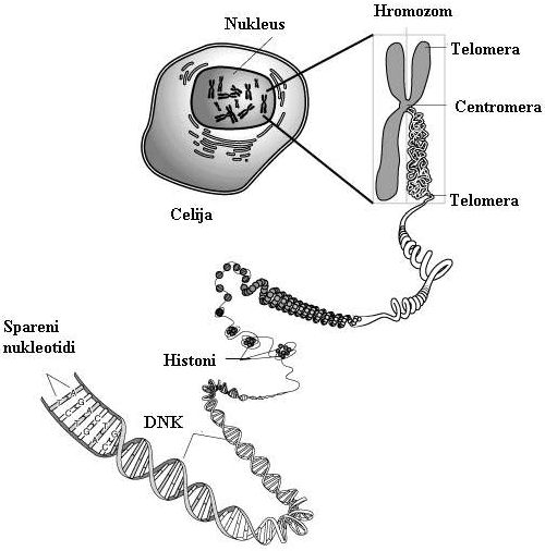 File:Chromosome.jpg