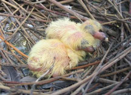 File:Columba livia 1 day old.jpg