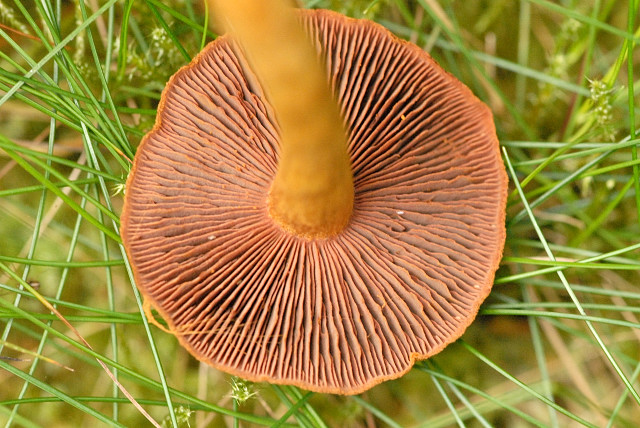 File:Cortinarius Commanster 2.-.lindsey.jpg