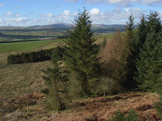 File:Dundoran Plantation - geograph.org.uk - 351457.jpg