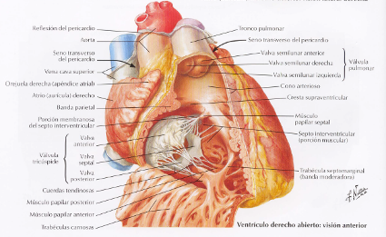 livro de anatomia