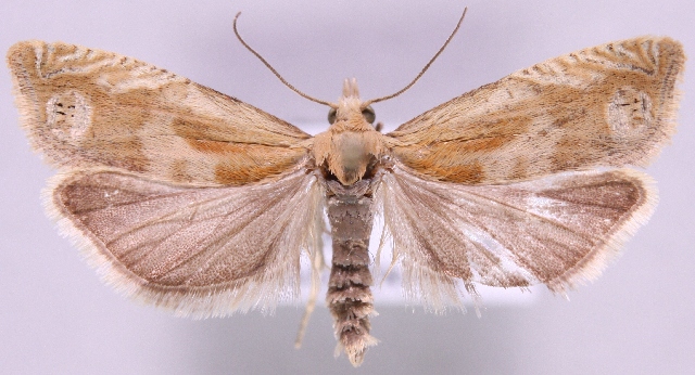 File:Eucosma hohenwartiana.JPG