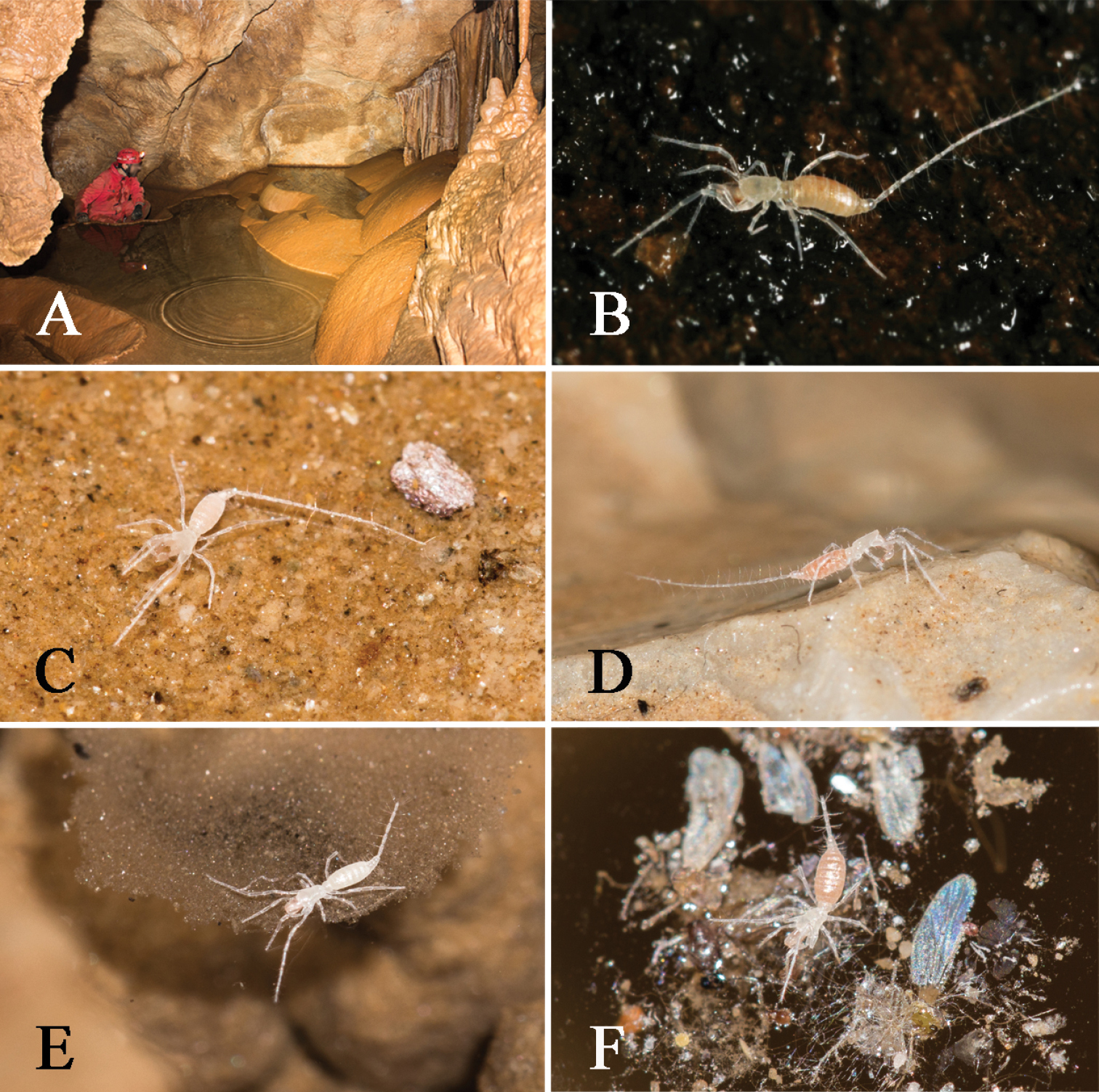 Eukoenenia (10.3897-subtbiol.42.75784) Figure 5.jpg