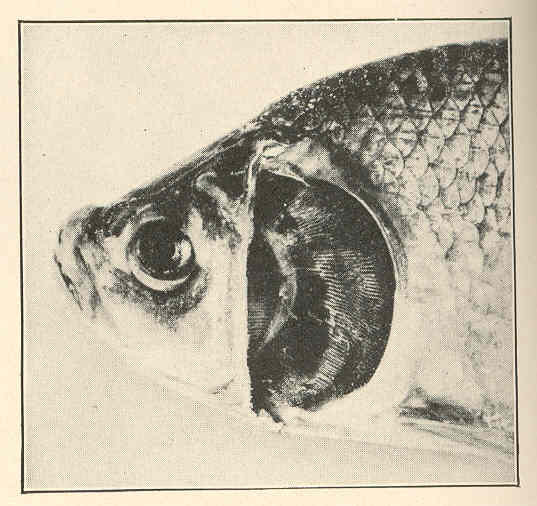 File:FMIB 39032 Head of buffalofish, Ictiobus cyprinella, with operculum removed to show gills in late stages of the disease.jpeg