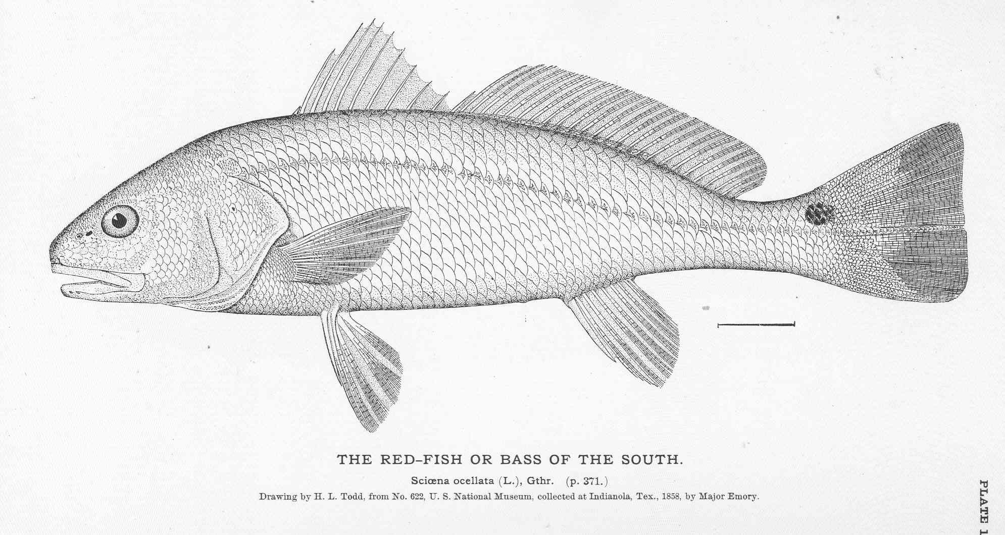 File:FMIB 50987 Red-Fish or Bass of the South.jpeg - Wikimedia Commons