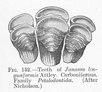 File:FMIB 51689 Teeth of Janassa linguaeformis Attley, Carboniferous, Family Petalodontidae.jpg