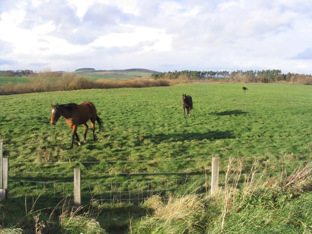 File:Follow the leader - geograph.org.uk - 288104.jpg