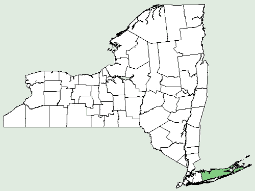 File:Fraxinus excelsior NY-dist-map.png