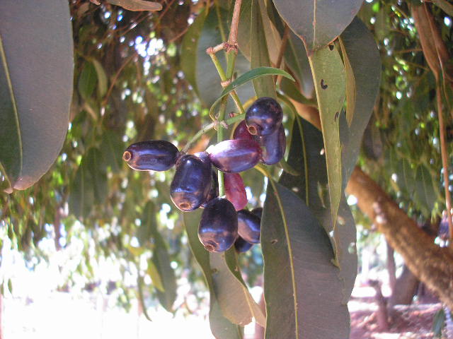 File:Frutos de Jambolão.JPG