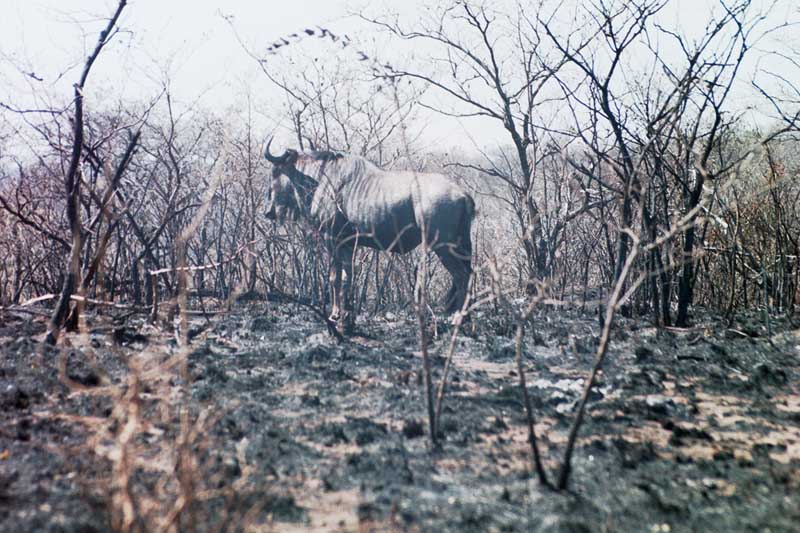 File:Gnu Kruger National Park.JPG