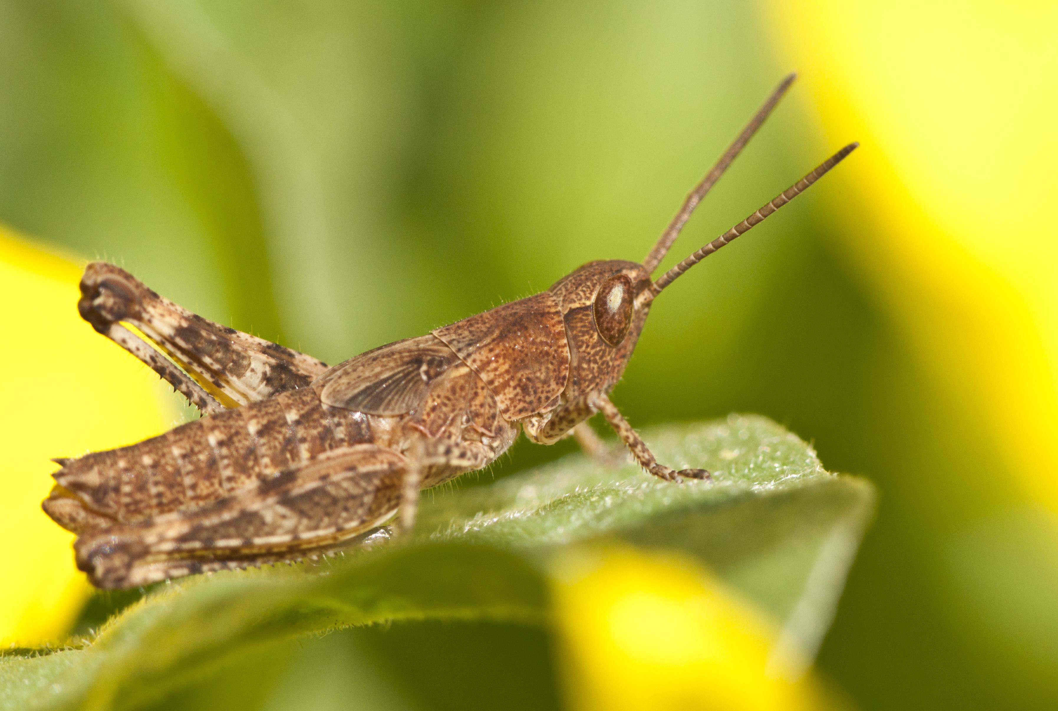 Grasshopper перевод узбекский