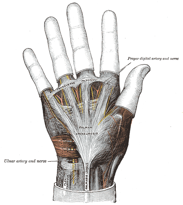 Aponeurosis palmaris