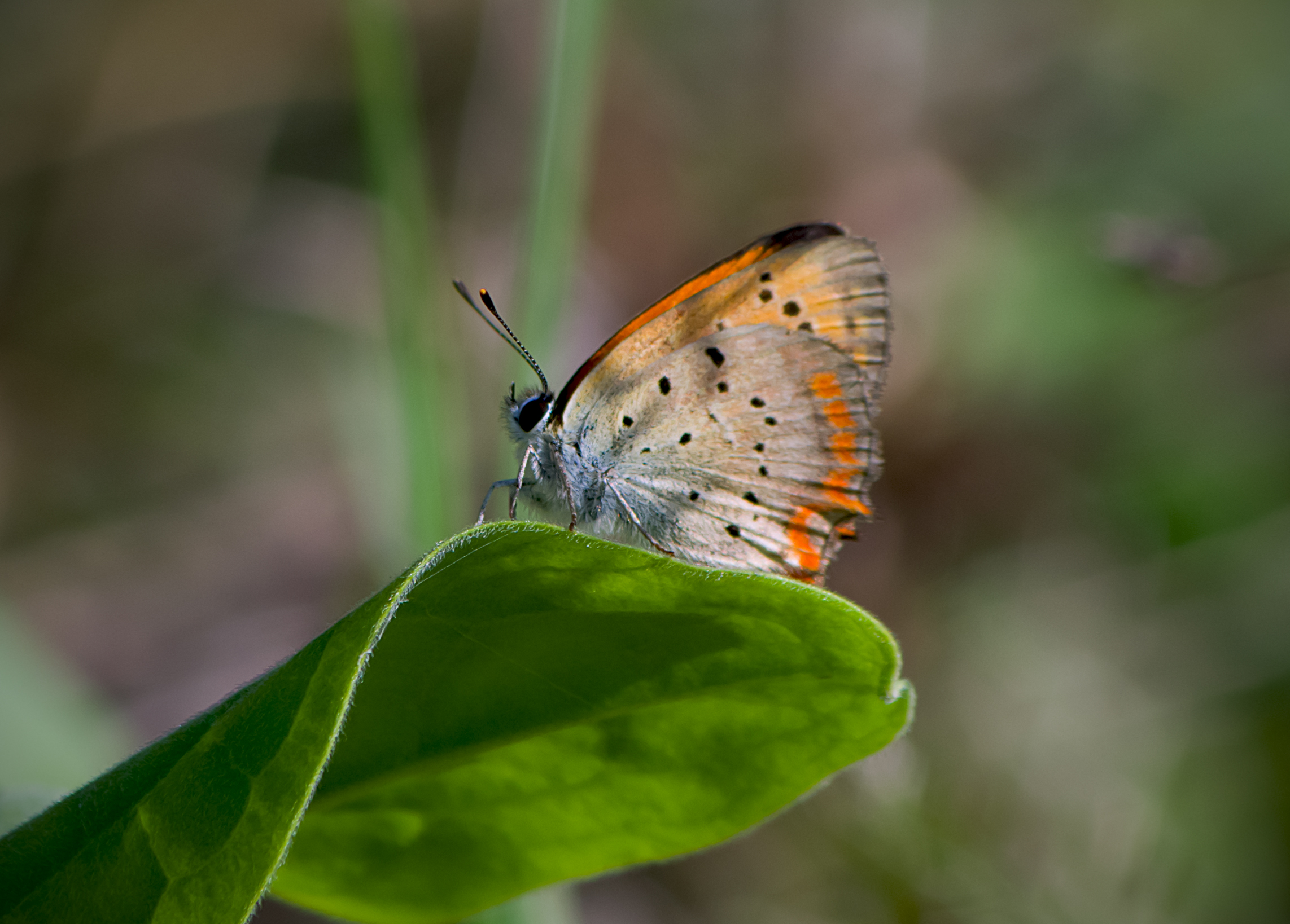 Grecian copper - Lycaena ottomana (15361960820).jpg