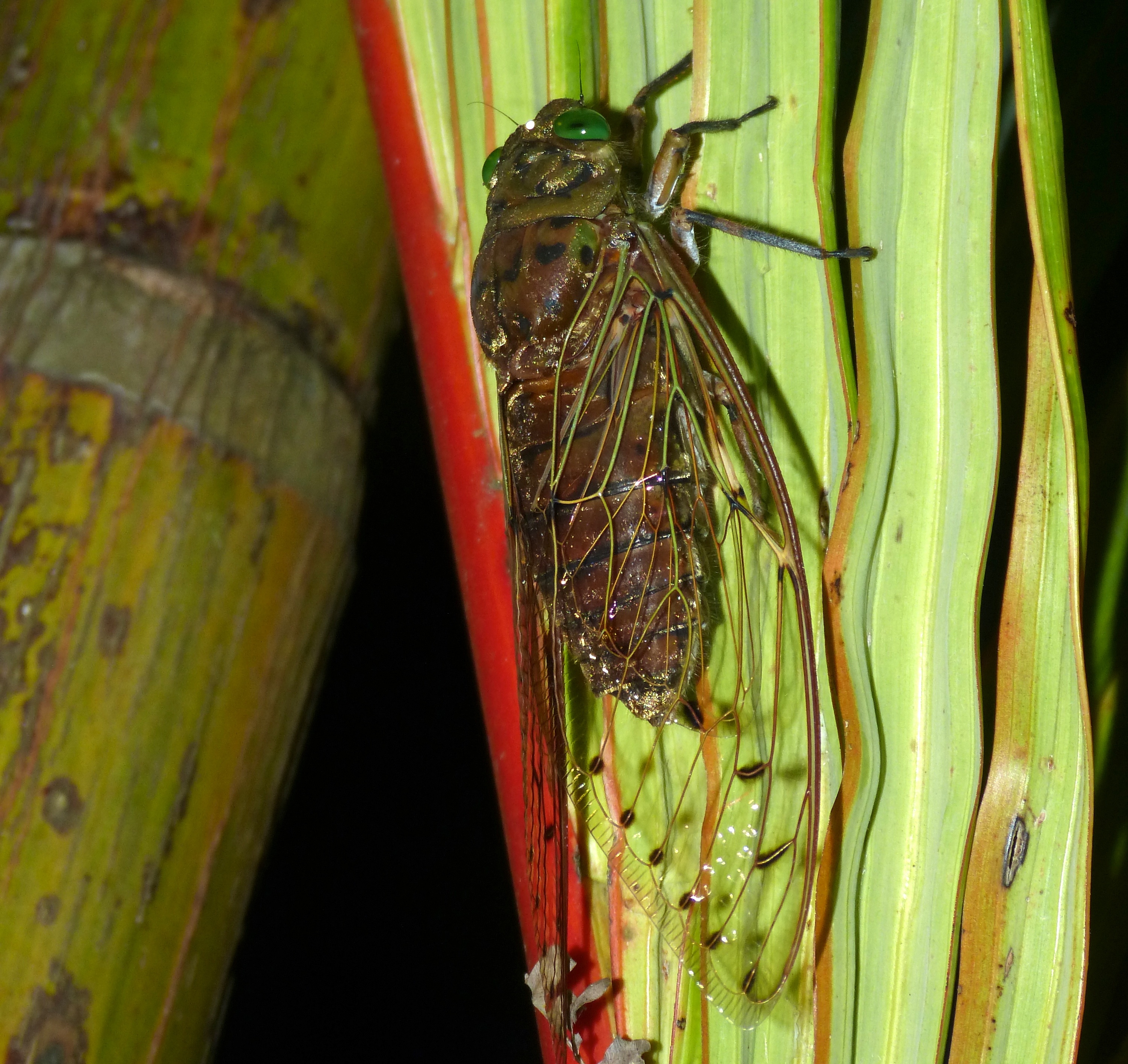 Green-eyed Cicada (Megapomponia imperatoria) (8693259704).jpg
