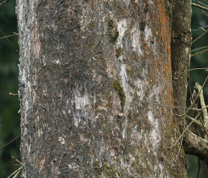 File:Harra (Terminalia chebula) trunk at 23 Mile, Duars, WB W IMG 59023.jpg