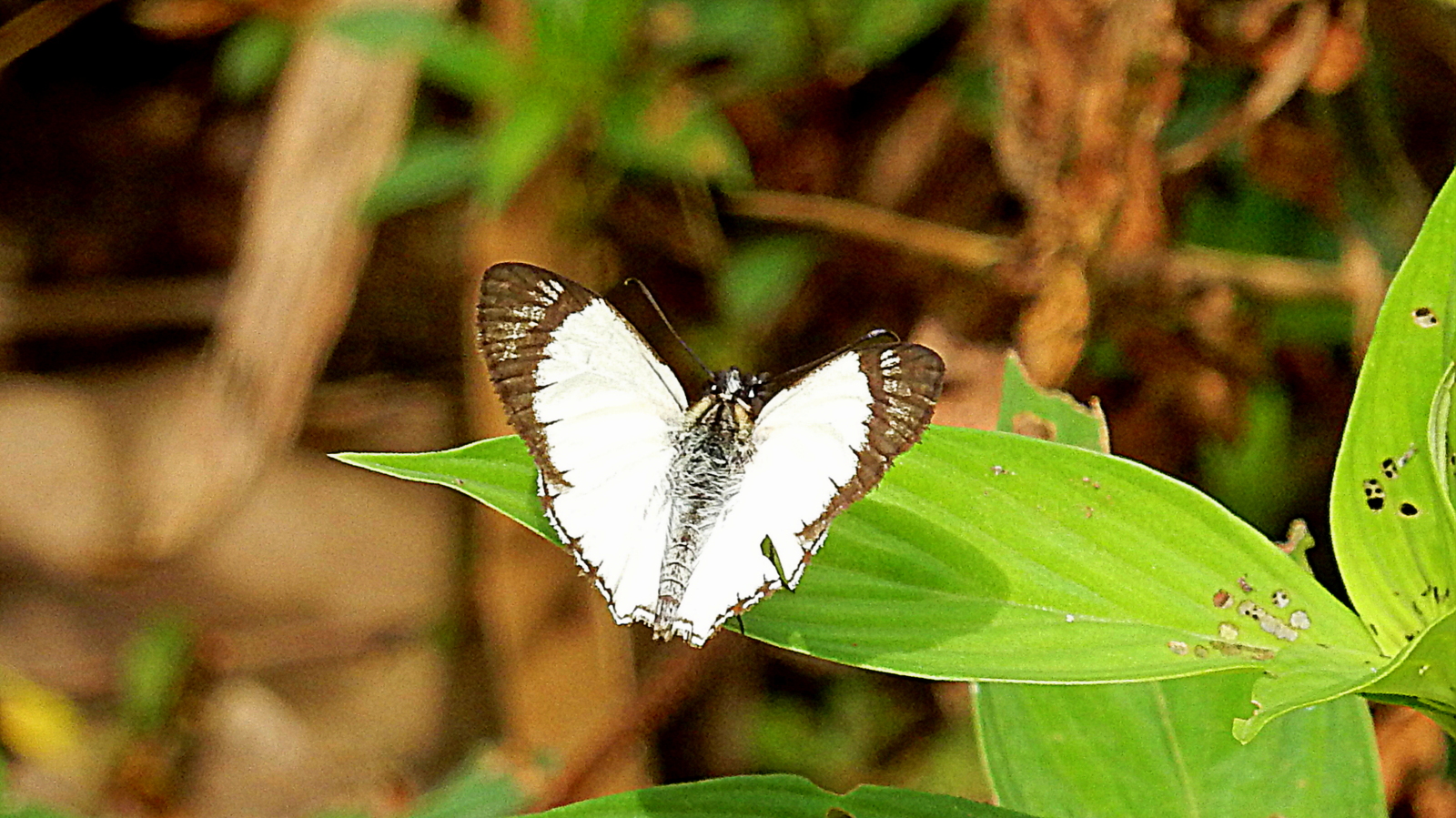 Heliopetes arsalte (Linnaeus, 1758) (22894016236).jpg