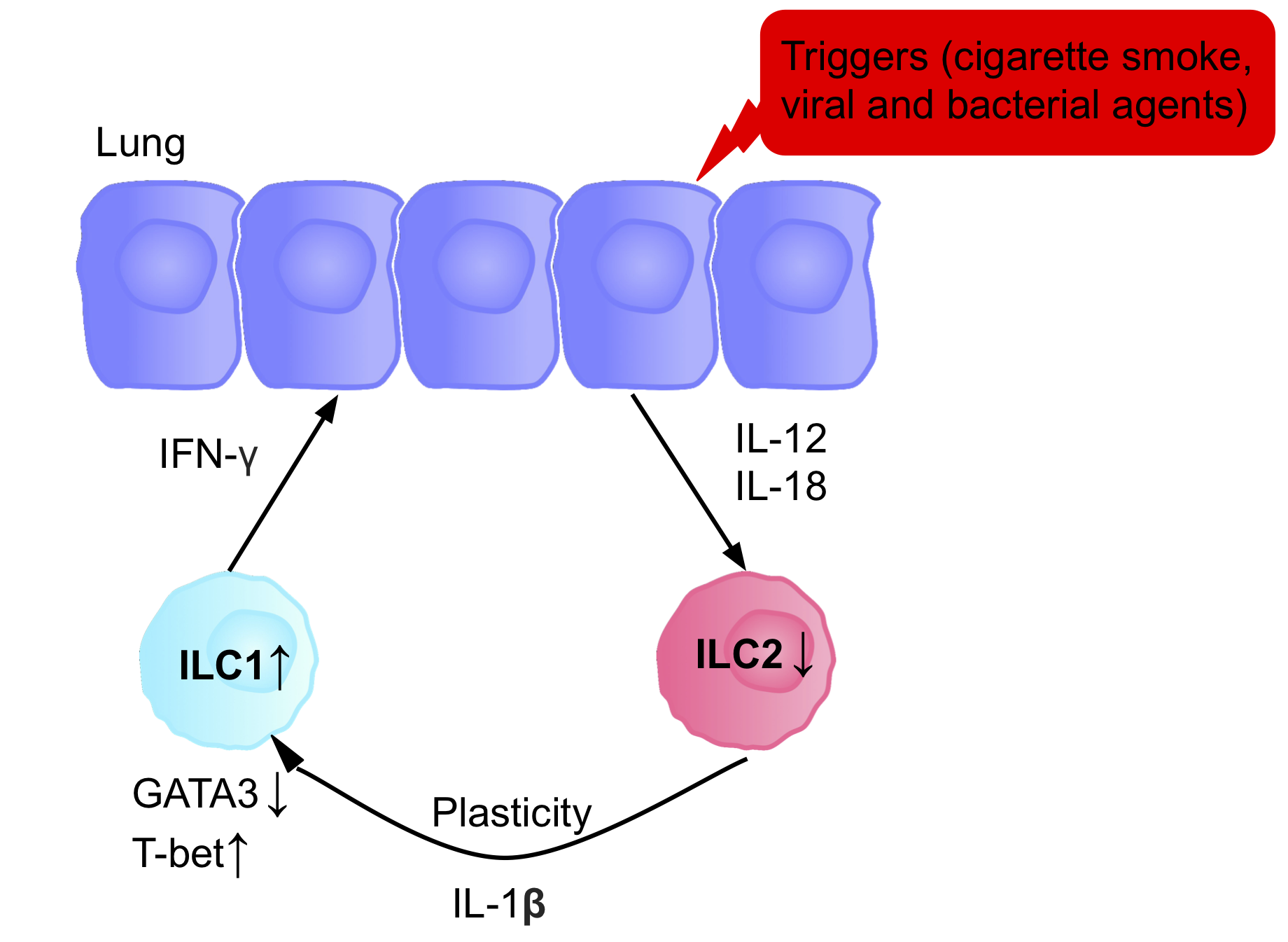 File:ILCs in COPD 11 PNG FINAL.png - Wikimedia Commons