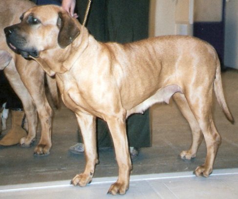 japanese mastiff