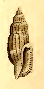 <i>Kermia subcylindrica</i> Species of gastropod