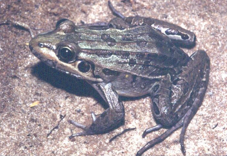 File:Leptodactylus ocellatus01a.jpg