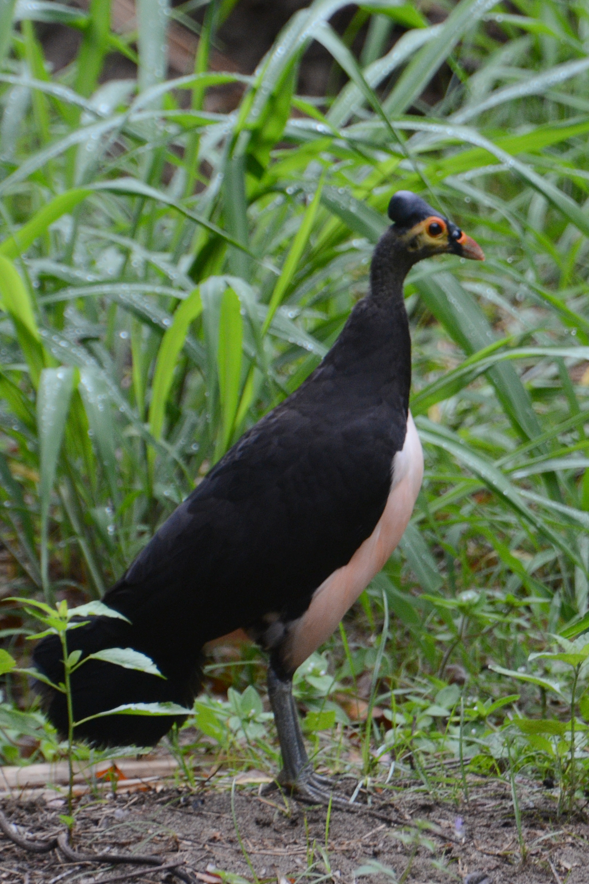 21++ Burung maleo logo terbaru