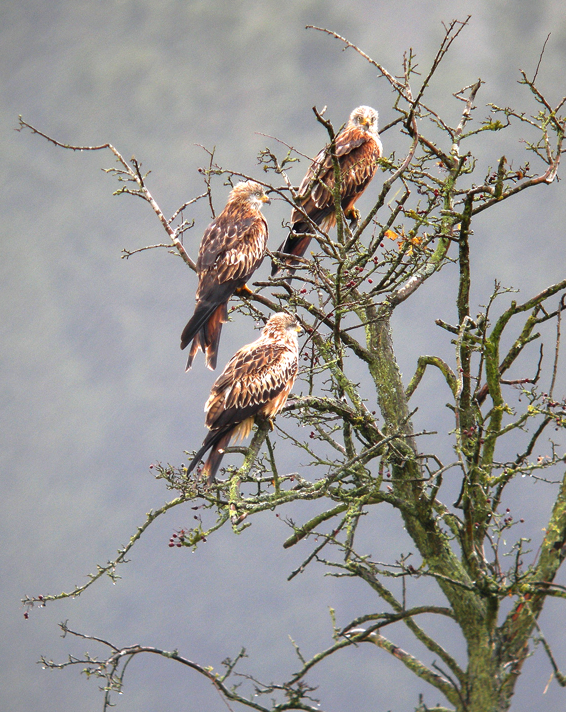 Milvus milvus, Meyerode, Belgium 3.jpg