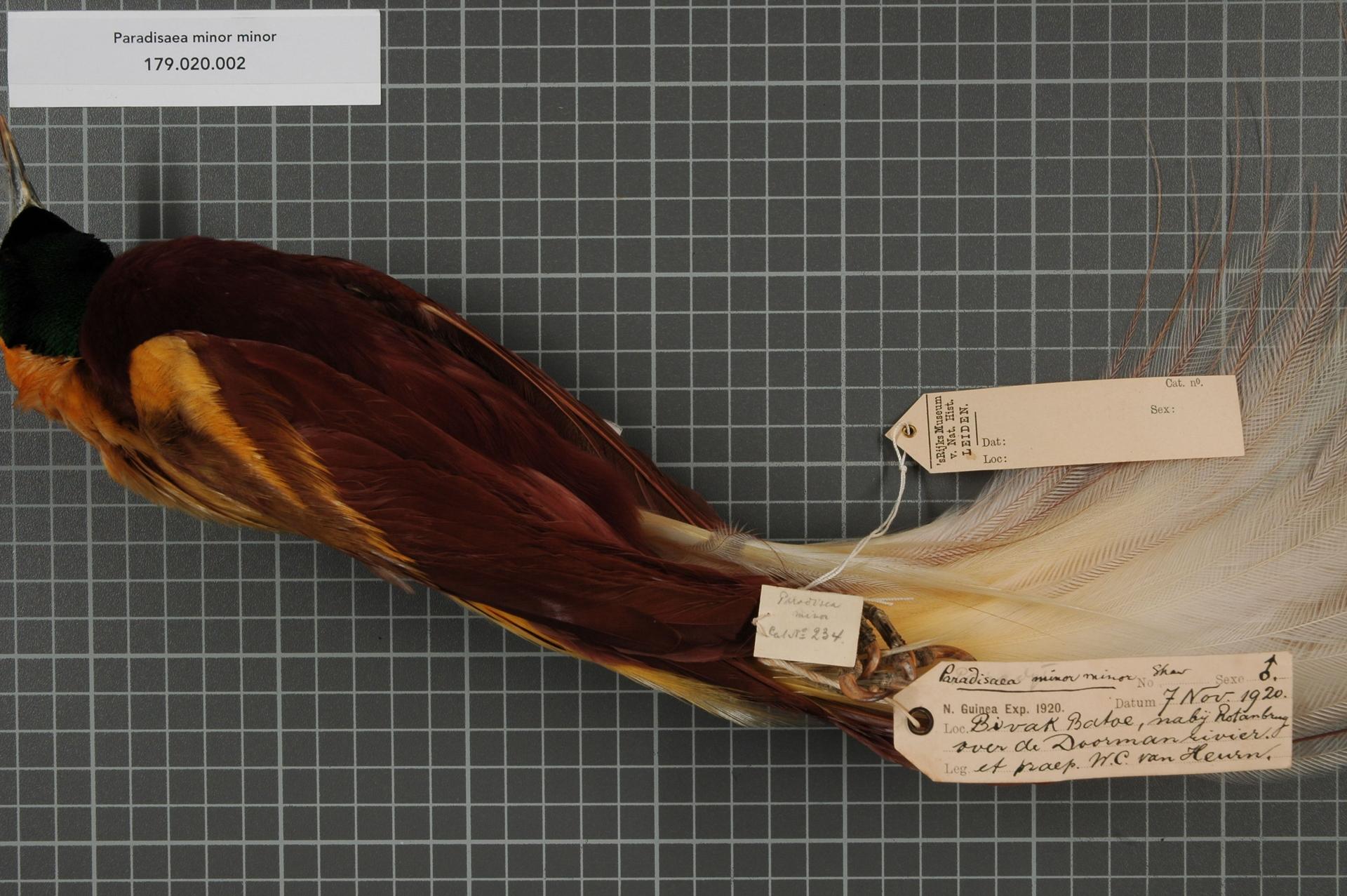 File Naturalis Biodiversity Center RMNH AVES 141643 1  