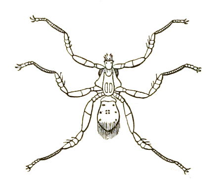 File:Nycteribiidae icon.jpg