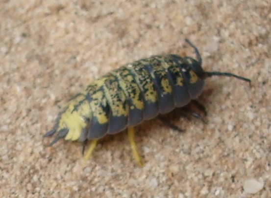 File:Oniscidea - Porcellio spinipes (bright).jpg