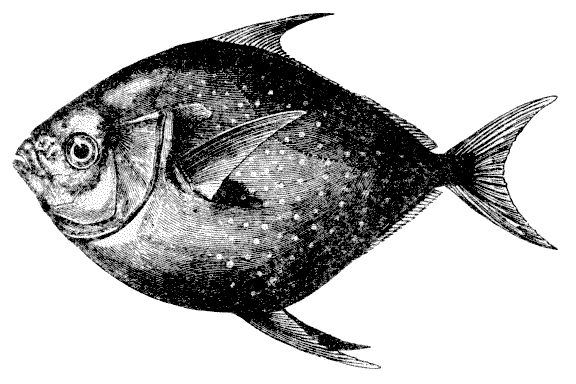 File:Opah.png